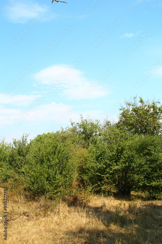 A group of trees in a field