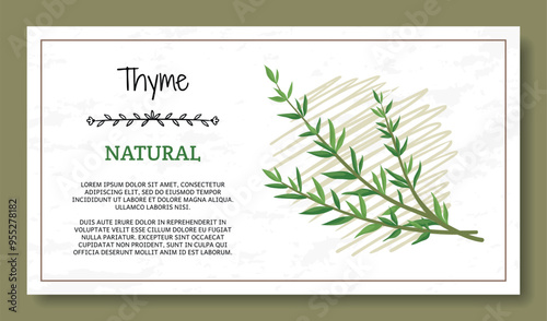 Herbal leaves icons. Green thyme. Organic culinary herb. Greengrocery label. Plant bunch. Food product. Natural crop. Aromatic spice. Vegetarian ingredient. Vector marketing banner design
