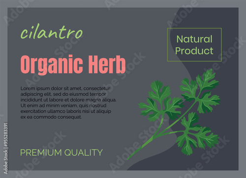 Herbal leaves icons. Cilantro twig. Organic herb. Greengrocery label. Food natural product. Salad parsley. Ripe crop premium quality. Vegetarian ingredient. Vector marketing banner design