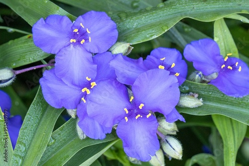 blue flower