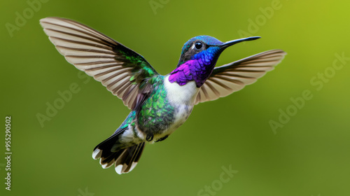 A hummingbird is flying in the air with its wings spread wide