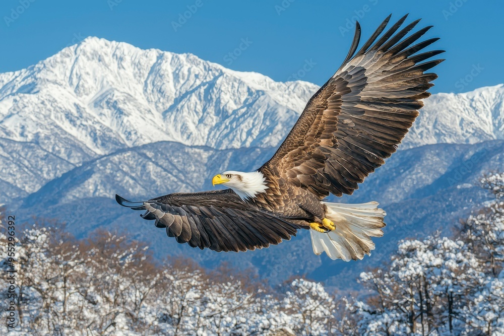 Fototapeta premium Bald Eagle in Flight Over Snowy Mountains