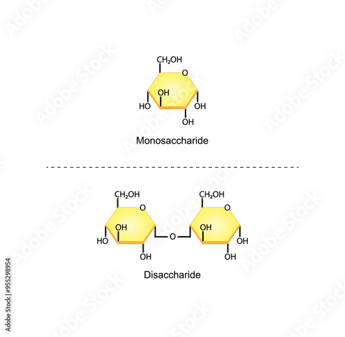 Differences Between Monosaccharide and Disaccharide. Glucose, Maltose . Carbohydrates and Sugars Terminology. Scientific Design. Vector Illustration. photo