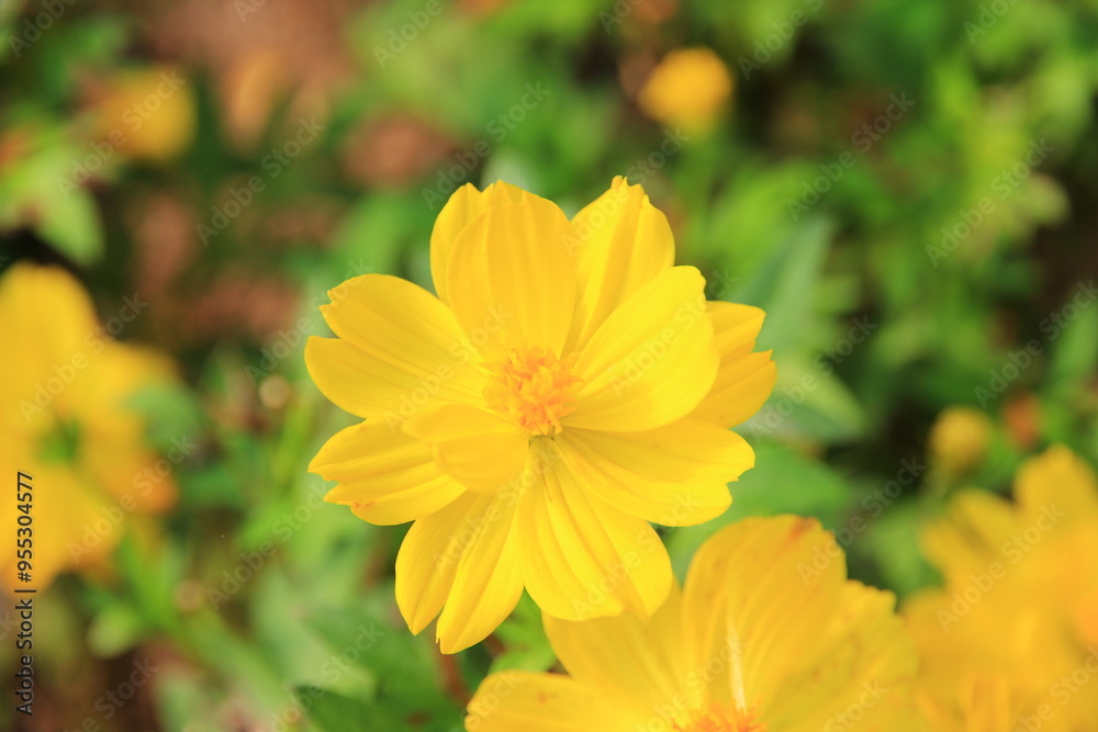 Colorful flowers in the garden beautiful and natural. Colorful flowers in the garden beautiful and natural.