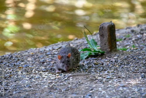 close up portrait of a water rat by the side of a lake with water blurred in the background photo