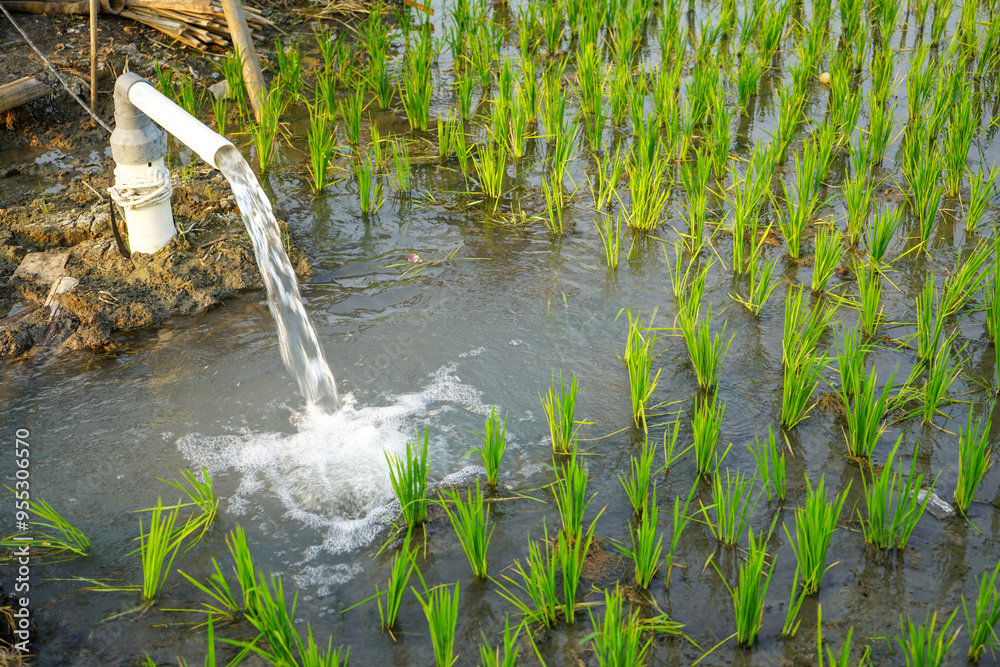 Irrigation of rice fields using pump wells with the technique of ...