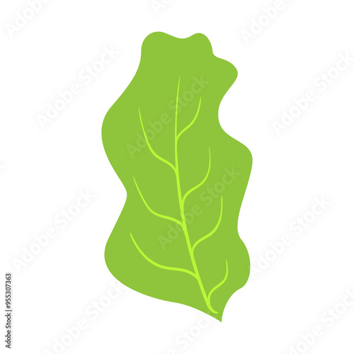 Lettuce leaf. Healthy food, vegetables, greens, diet, proper nutrition, carbohydrates, lifestyle, healthcare, fitness, weight loss or gain, vitamins, fructose. Vector Illustration