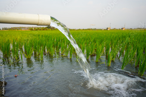 Irrigation of rice fields using pump wells with the technique of pumping water from the ground to flow into the rice fields. The pumping station where water is pumped from a irrigation canal system.