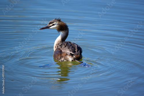 red-brown great crested grebe with plumage, fins swimming in turquoise royal blue water reflection and slight waves in the water during the day in sunshine, intense colors without people