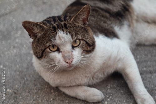 portrait of a cat