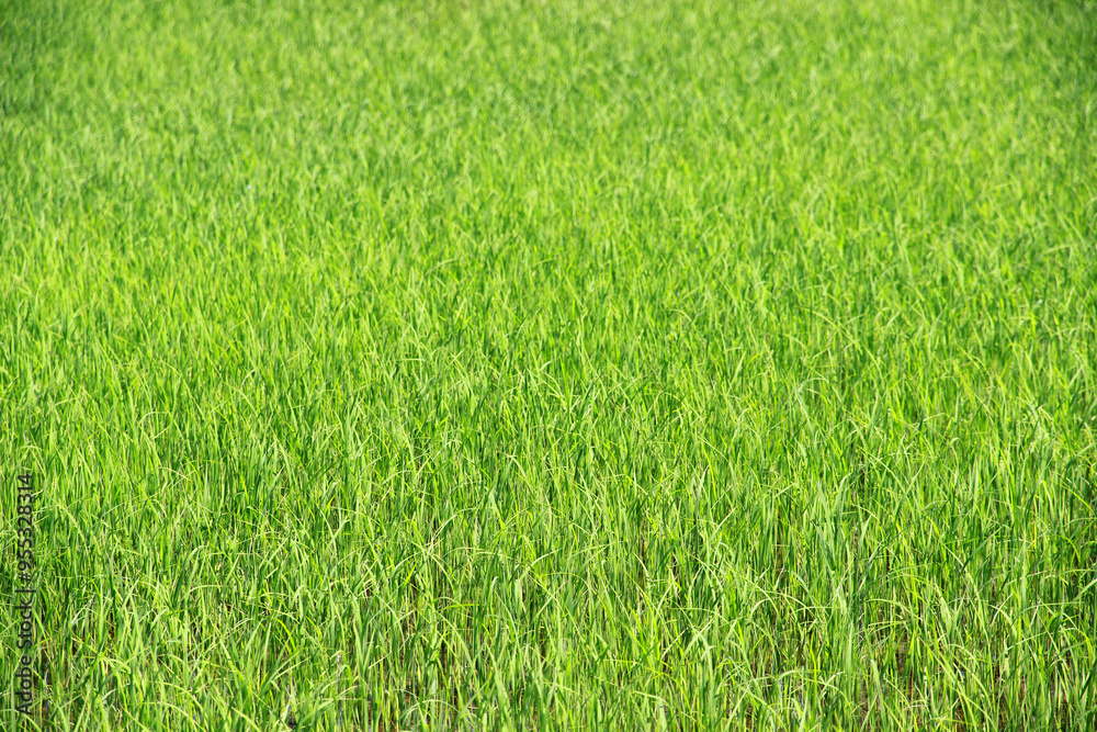 The rice seedlings are beautiful and natural green. The rice seedlings are beautiful and natural green.