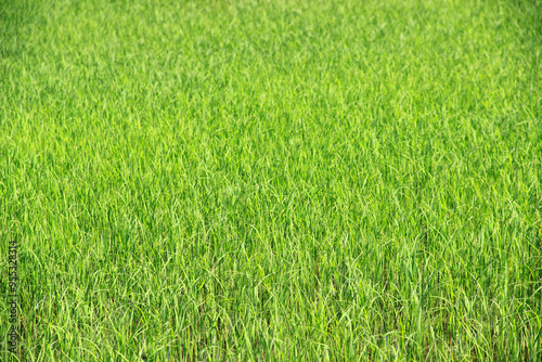 The rice seedlings are beautiful and natural green.