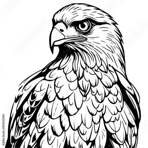 bird of prey