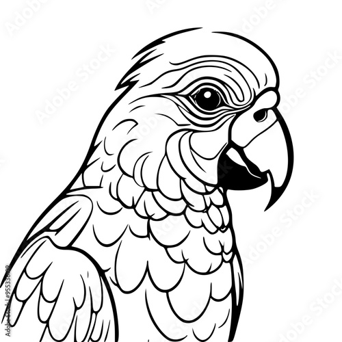 parrot on a white background