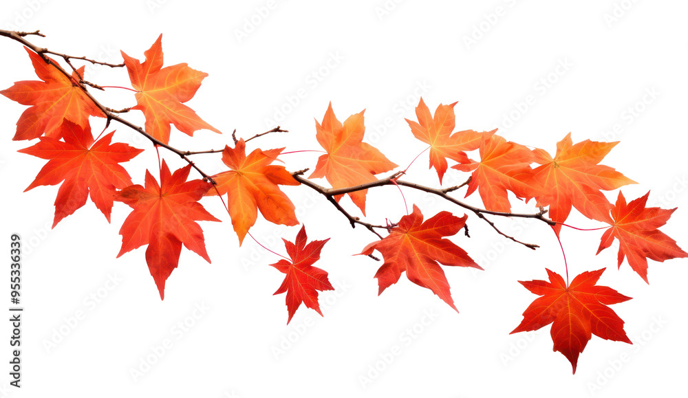 Vibrant autumn maple leaves branch