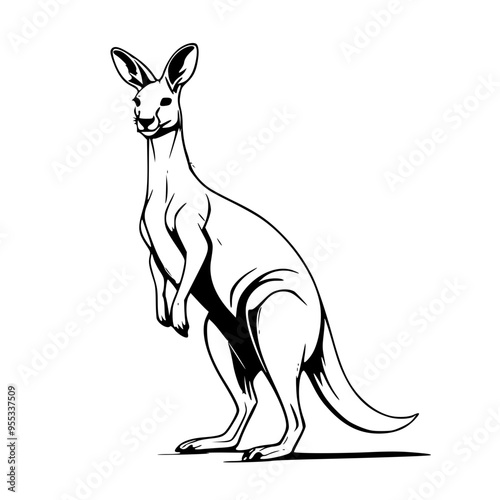 kangaroo illustration