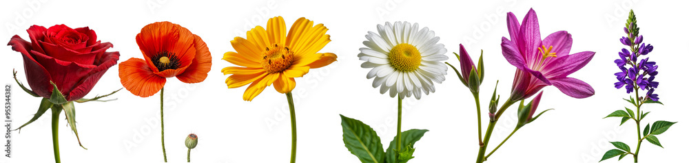 Rainbow of Blooms: A vibrant collection of six distinct flowers, each showcasing its unique beauty and color, against a clean white background. Capture the essence of nature's artistry and diversity. Rainbow of Blooms: A vibrant collection of six distinct flowers, each showcasing its unique beauty and color, against a clean white background. Capture the essence of nature's artistry and diversity.