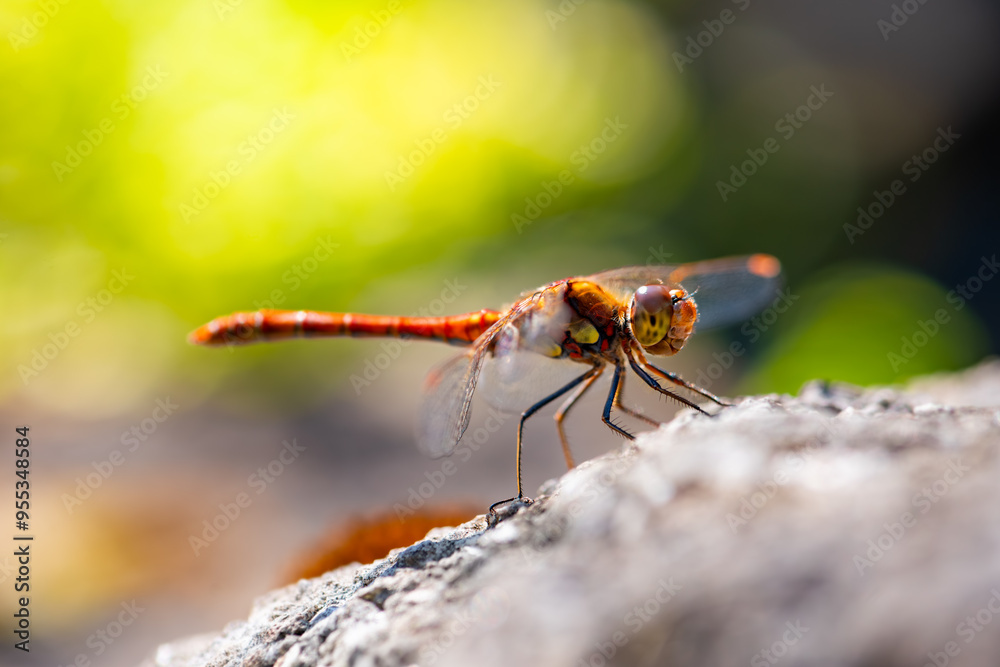 The vagrant darter (Sympetrum vulgatum) is a European dragonfly. Portrait of colorful red insect with large compound eyes and transparent wings sitting on a rock near a garden pond looking for prey. The vagrant darter (Sympetrum vulgatum) is a European dragonfly. Portrait of colorful red insect with large compound eyes and transparent wings sitting on a rock near a garden pond looking for prey.