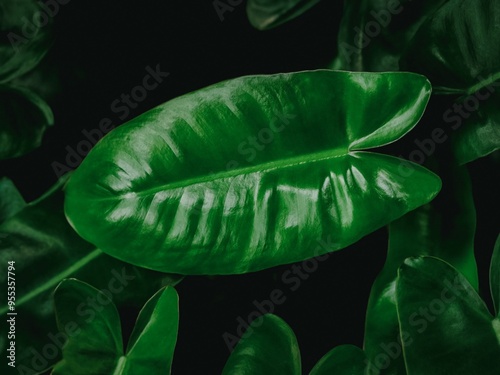 Obraz na płótnie Rhaphidophora peepla leaves on background. w salonie