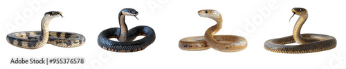 Different snakes with open mouth coiled in an attack position on a white background danger concept