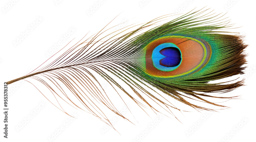 Fototapeta premium PNG Feather peacock animal bird.