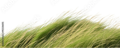 PNG Wild grass hills backgrounds nature plant. photo