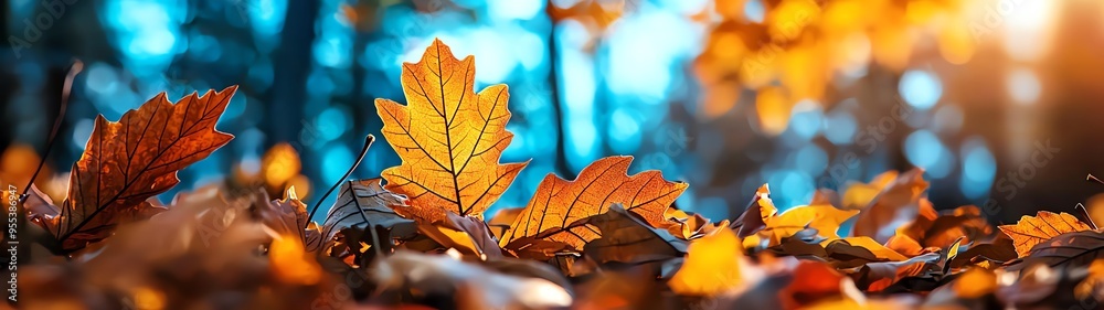 Vibrant autumn leaves scattered on forest floor, capturing the beauty of fall colors against a soft blue backdrop. Vibrant autumn leaves scattered on forest floor, capturing the beauty of fall colors against a soft blue backdrop.