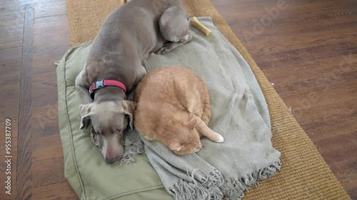 Cute scene with dog and cat peacefully sleeping together at home.