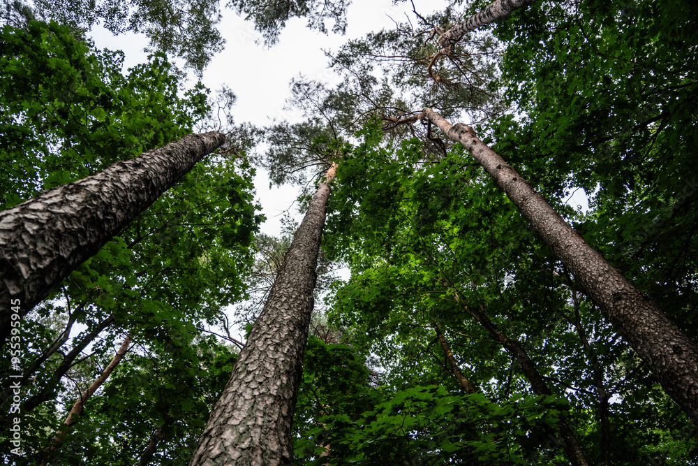 Fototapeta premium A forest with tall trees. Pine tree view from bottom to top