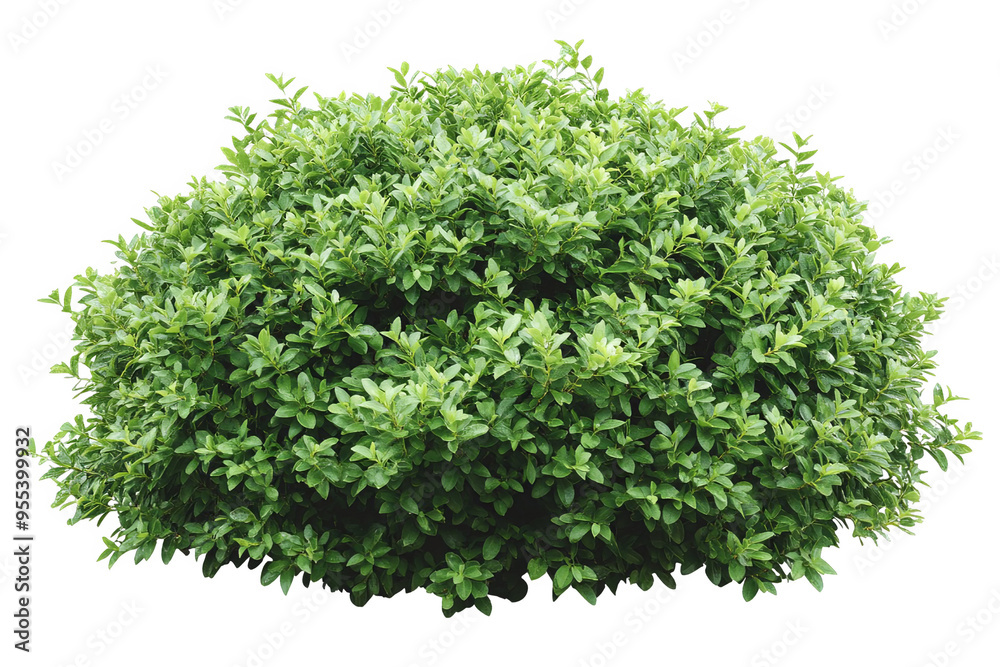 Fototapeta premium A lush, green bush with small leaves, isolated on a white transparent background.