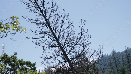 Tree Felling Cutting and Falling