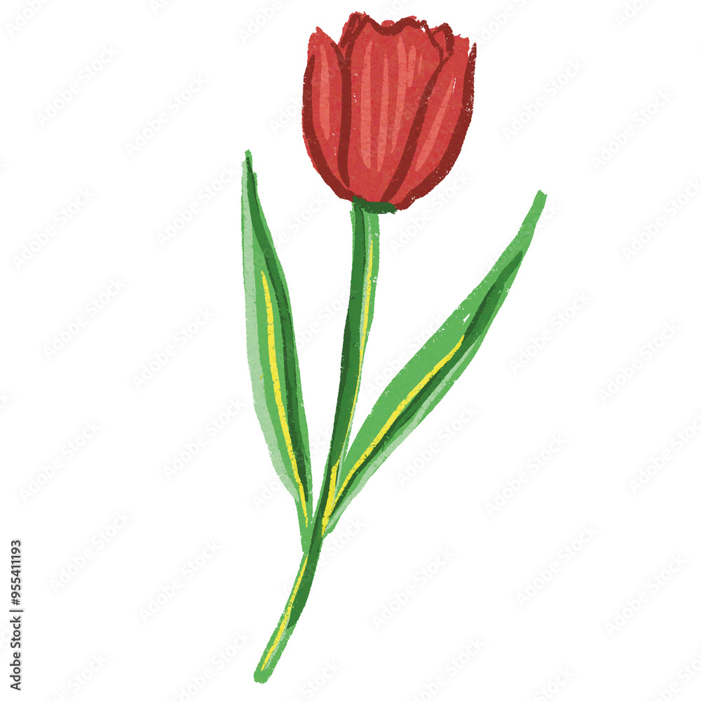 Tulip