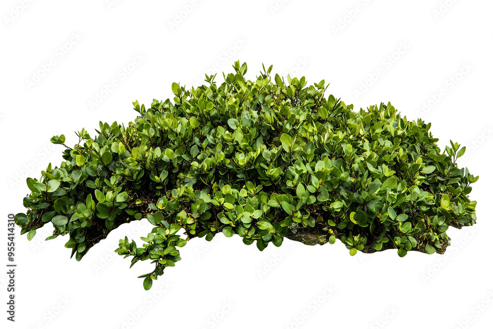 A lush green bush with vibrant leaves isolated on a white transparent background. A lush green bush with vibrant leaves isolated on a white transparent background.