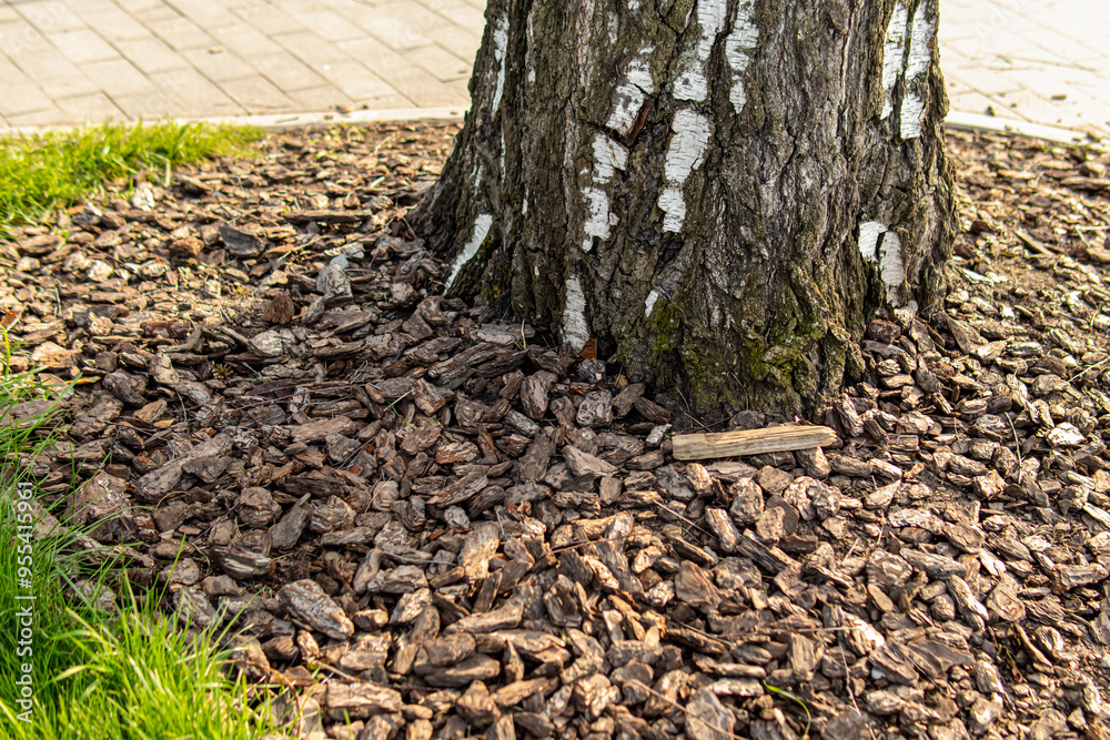 Mulching the soil with bark. Mulching around tree. Landscape design Mulching the soil with bark. Mulching around tree. Landscape design