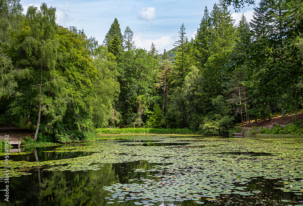 Landscape photography of forest and pond with lilies; reflection; water; reservoir; path; serenity; scenery; panorama; nature; background; Scotland; UK, Pitlochry Landscape photography of forest and pond with lilies; reflection; water; reservoir; path; serenity; scenery; panorama; nature; background; Scotland; UK, Pitlochry