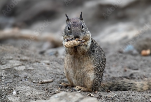 Big chunky squirrel chomping down on a peanut upclose photo