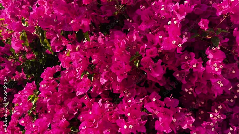 Blooming Pink Bougainvillea | Stunning Flower Background
Blooming Pink Bougainvillea | Stunning Flower Background