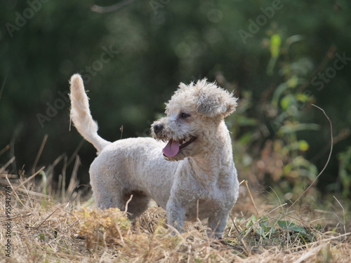 Kleiner weißer Hund steht auf einer Strohwiese und schaut sich in der Umgebung um. 