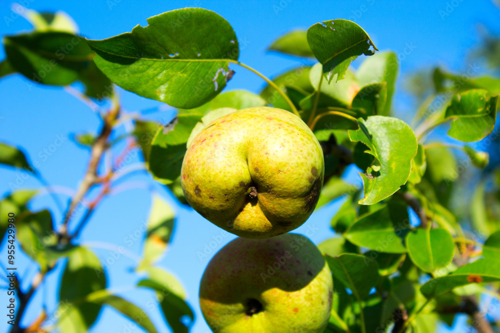 Green pears are hanging on a branch . Green pears are hanging on a branch .