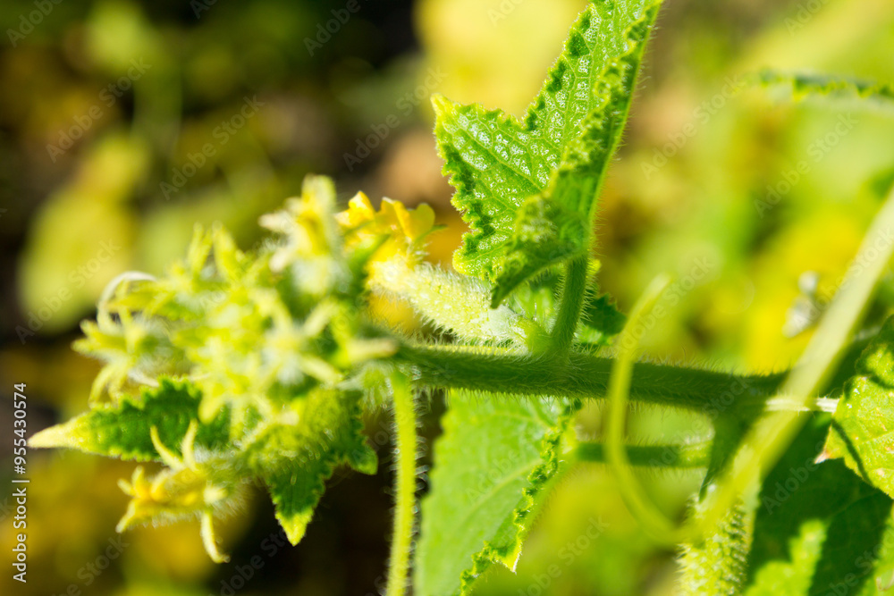 Naklejka premium A green cucumber grows on a trellis.