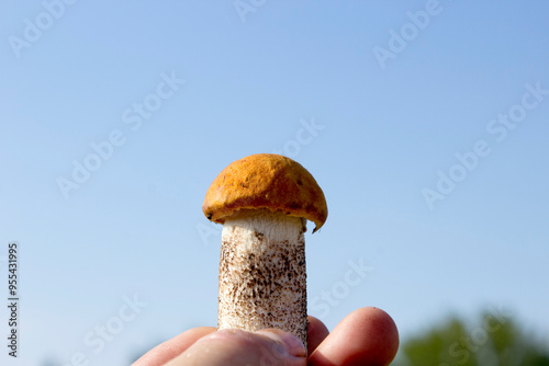 Aspen mushroom on the background of the sky.
