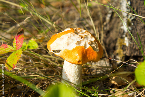 An aspen mushroom with a gnawed cap.