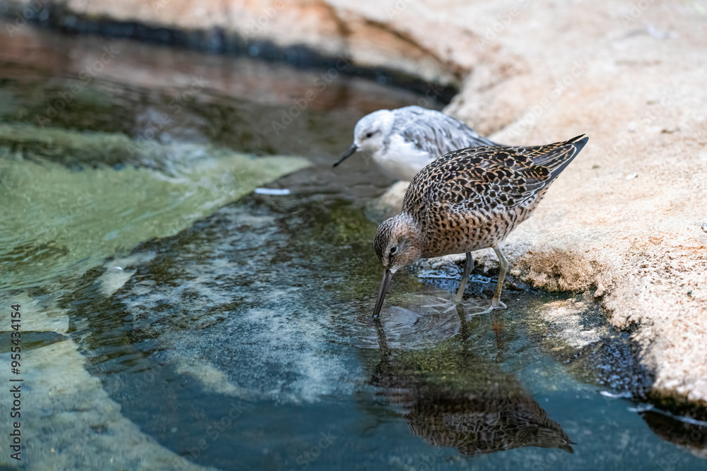 Fototapeta premium Two wading birds at the edge of a pond, one speckled brown and the other pale grey, drinking water from the calm surface. The setting is natural, with rocky surroundings and shallow water.
