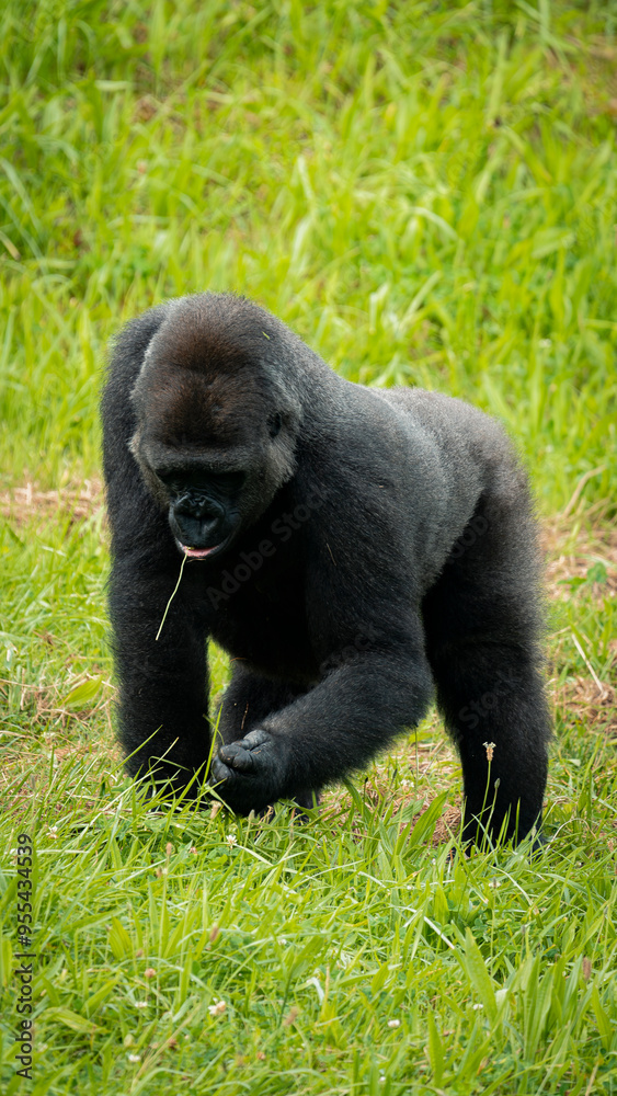 Plains gorilla enjoying its natural habitat Plains gorilla enjoying its natural habitat