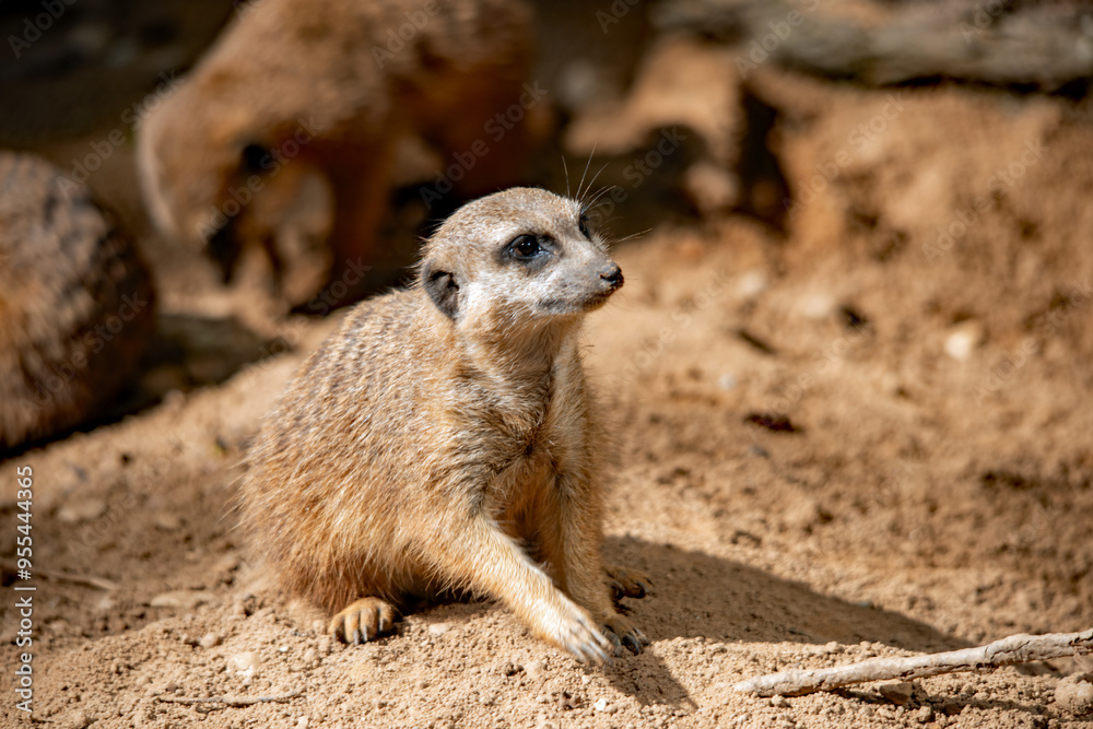 Nahaufnahme eines Erdmännchens im Augsburger Zoo Nahaufnahme eines Erdmännchens im Augsburger Zoo