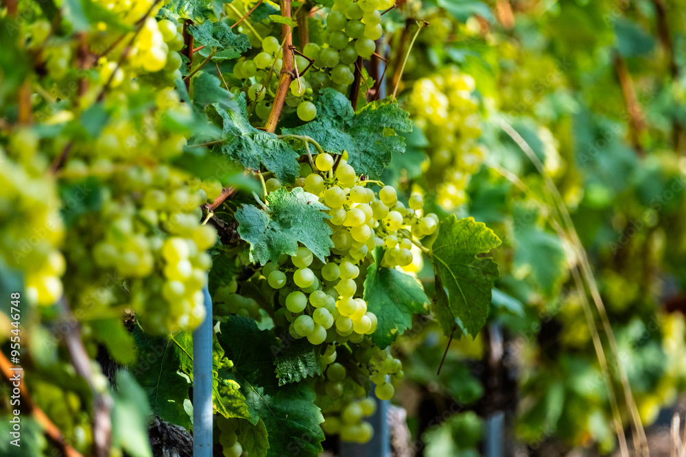 Fototapeta premium Belles grappes de raisin dans le soleil dans un vignoble du lavaux en Suisse