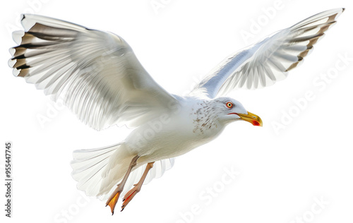PNG  Beautiful seagull flying animal white bird.
