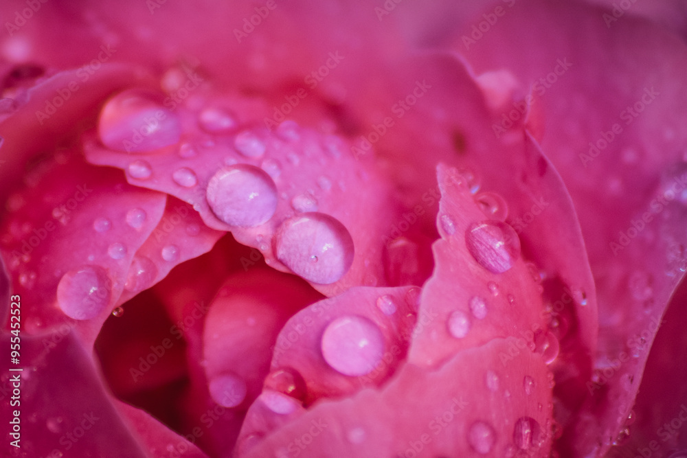 water drops on pink rose petals water drops on pink rose petals