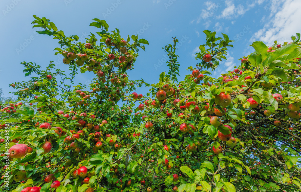 A Lush Apple Tree is Bursting with Juicy Ripe Red Apples Under the Clear Blue Sky Outdoors A Lush Apple Tree is Bursting with Juicy Ripe Red Apples Under the Clear Blue Sky Outdoors