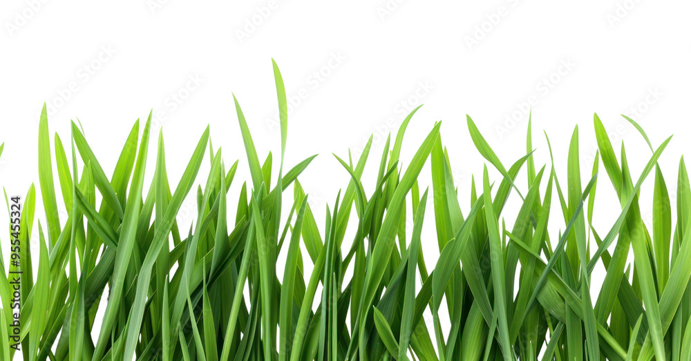 Fototapeta premium PNG Grass plant green lawn.